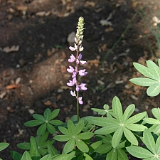 Lupinus latifolius var. parishii  canyon lupine