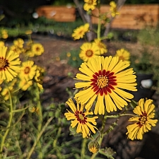 Madia elegans  elegant tarweed
