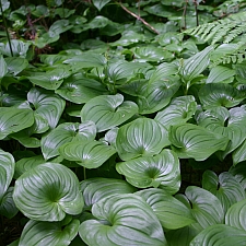 Maianthemum dilatatum  false lily of the valley