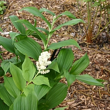 Maianthemum (Smilacina) racemosum  fat false Solomon's seal