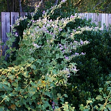 Malacothamnus fasciculatus var. nuttallii 'Casitas' chapparal bush mallow