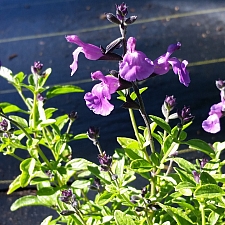 Salvia microphylla 'Mesa Azure' mountain sage