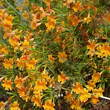 Diplacus (Mimulus)  'Peach Hybrid' monkeyflower