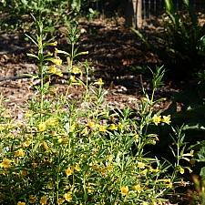 Diplacus (Mimulus) aurantiacus 'Ted's Yellow' sticky monkeyflower