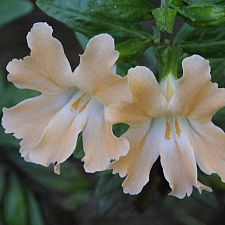 Diplacus (Mimulus)  'Creamsicle' monkeyflower