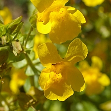 Erythranthe (Mimulus) guttata  common monkeyflower