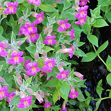 Mimulus (Erythranthe) lewisii - dark flowered form  Lewis' monkeyflower