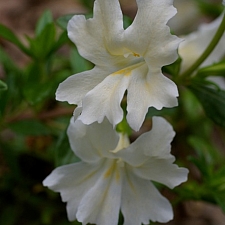 Diplacus (Mimulus)  'Phil's White' monkeyflower