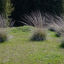 Muhlenbergia rigens  deer grass
