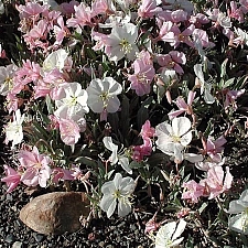 Oenothera californica  California primrose