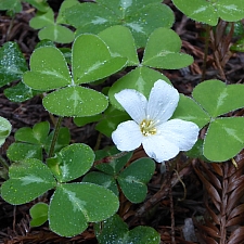 Oxalis oregana 'Freezeout White' white redwood sorrel