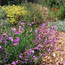 Penstemon azureus  azure penstemon