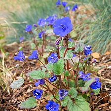 Phacelia campanularia  desert bluebells