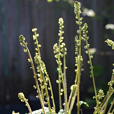Pectiantia ovalis  coastal miterwort