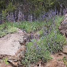 Salvia sonomensis  Sonoma sage