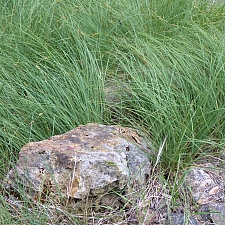 Carex serratodens  two tooth sedge