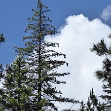 Pinus lambertiana  sugar pine
