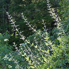 Scrophularia californica  beeplant or figwort