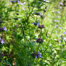 Salvia brandegeei 'Pacific Blue' Brandegee sage