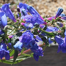 Penstemon heterophyllus 'Blue Springs' foothill penstemon