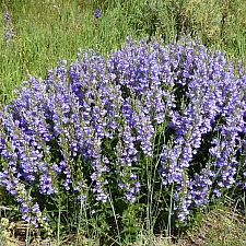 Penstemon venustus  Venus penstemon, elegant penstemon