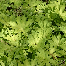 Petasites palmatus 'Golden Palms' golden western coltsfoot