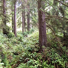 Picea sitchensis  Sitka spruce