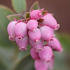 Arctostaphylos auriculata  Mount Diablo manzanita
