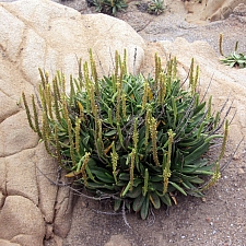Plantago maritima  seaside plantain