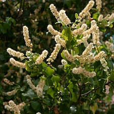 Prunus ilicifolia ssp. ilicifolia  hollyleaf cherry