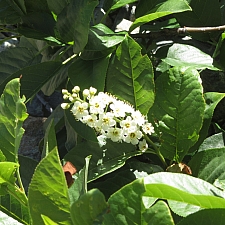 Prunus virginiana v. demissa  chokecherry