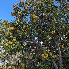 Chrysolepis chrysophylla var. chrysophylla  golden chinquapin