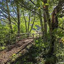 Alnus rubra  red alder