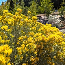 Ericameria nauseosa  showy rabbitbrush