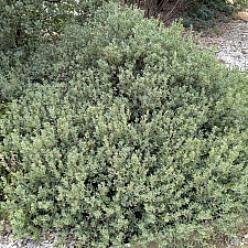 Arctostaphylos pumila 'Wavelength' sandmat manzanita