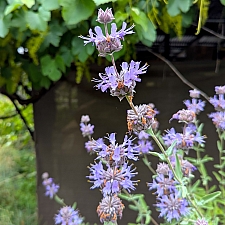 Salvia clevelandii x 'Pozo Blue' sage