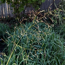 Stipa hymenoides  sand rice grass
