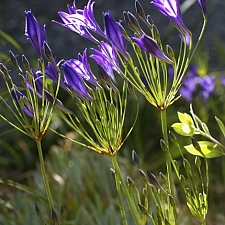 Triteleia laxa 'Queen Fabiola' Ithuriel's spear