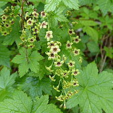 Ribes bracteosum  blue currant