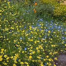 Ranunculus occidentalis  western buttercup