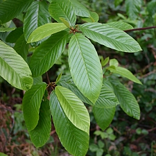 Frangula (Rhamnus) purshiana  cascara