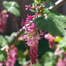 Ribes sanguineum v. glutinosum 'Claremont' pink flowering currant