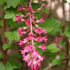 Ribes sanguineum v. glutinosum 'Monte Bello' pink flowering currant