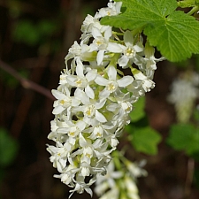 Ribes sanguineum v. sanguineum  'White Icicle' white flowering currant