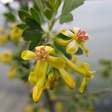 Ribes odoratum 'Crandall' clove-scented currant