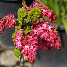 Ribes sanguineum v. sanguineum 'Barrie Coate' red flowering currant