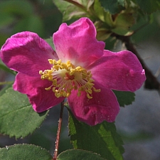 Rosa gymnocarpa  wood rose