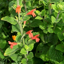 Clinopodium (Satureja) mimuloides  monkeyflower savory