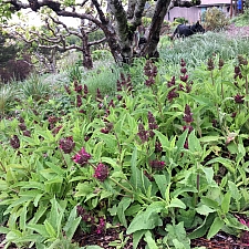 Salvia spathacea  hummingbird sage