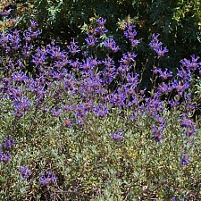 Salvia clevelandii 'Winnifred Gilman' fragrant sage